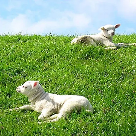 In Texel Near & Forest Prázdninový dům *