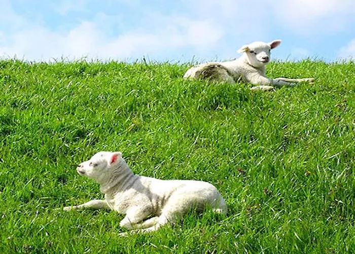 In Texel Near & Forest Semesterbostad *