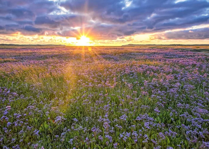 In Texel Near & Forest *